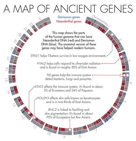 Correction: Ancient Humans-Genetics story